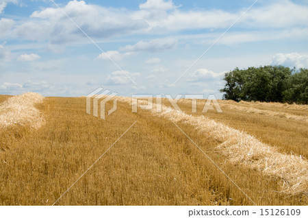 windrows and trees 15126109