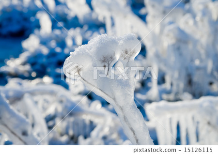 frozen plant 15126115