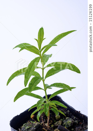 Lemon balm mint Lemon balm mint 15126199