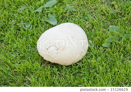 puffball puffball 15126629
