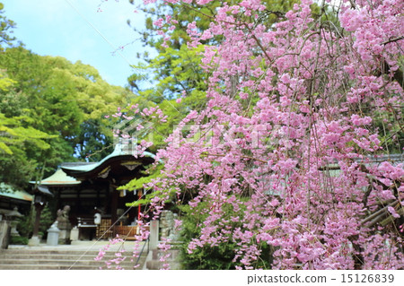 在京都岡崎神社的紅色分支櫻花 15126839