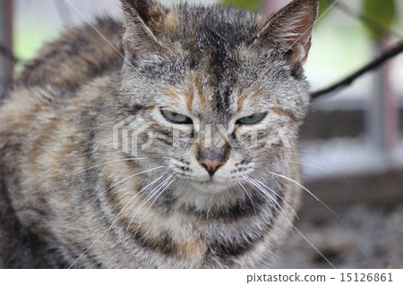 Cold eyes cat 15126861