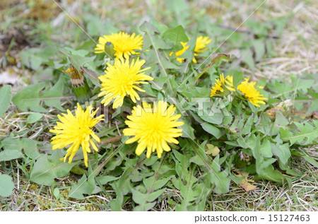 Dandelion Dandelion 15127463
