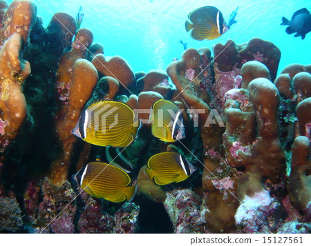 Underwater landscape of Yonagunijima and butterflyfish 15127561