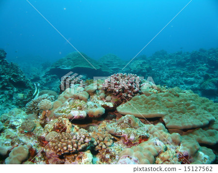 Various coral reefs of various kinds of Yonagunijima Various coral reefs of various kinds of Yonagunijima 15127562