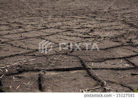 Dried rice field 15127581