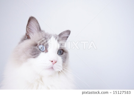 White background cat (ragdoll) 15127583