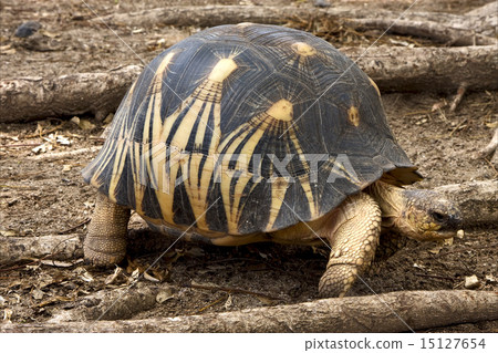 tortoise in nosy be 15127654