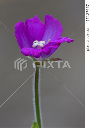 violet carnation in grey 15127667