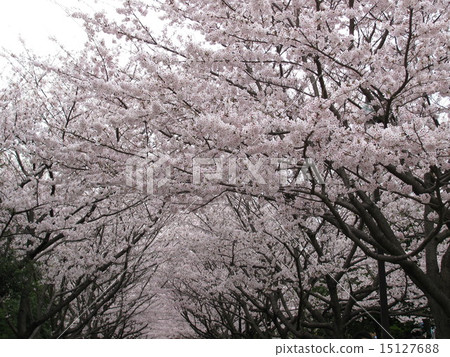 Cherry blossom tunnel Cherry blossom tunnel 15127688