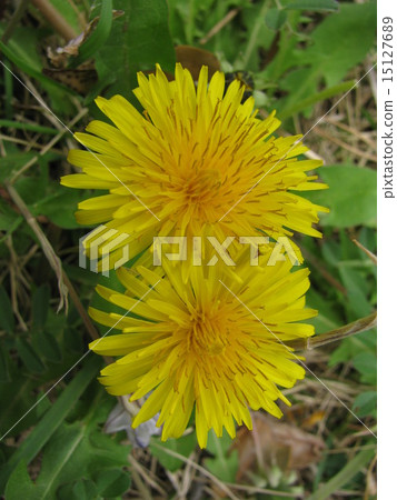 Dandelion Dandelion 15127689