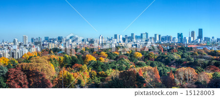 東京 楓樹 紅楓 15128003