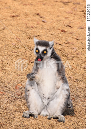 發出舌頭的狐猴 發出舌頭的狐猴 15128066