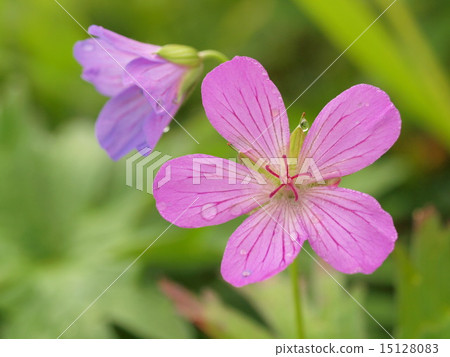 Hakusan Fuuro 15128083