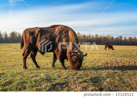 aurochs 15128522