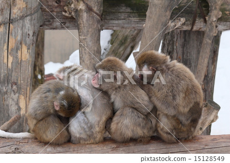 Asahiyama動物園的動物 Asahiyama動物園的動物 15128549