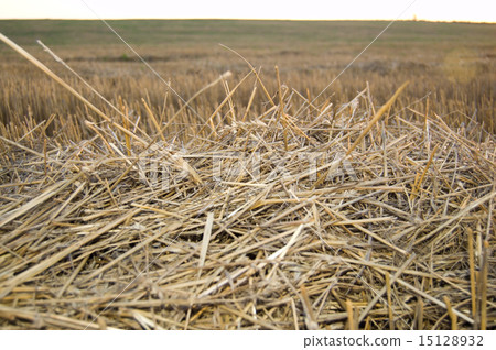 straw on sunset 15128932