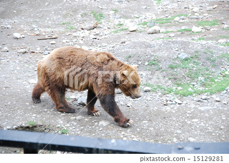 America Alaska Zoo America Alaska Zoo 15129281