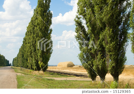 trees way stack 15129365