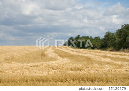 windrows and trees 15129379