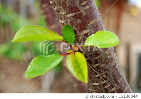 green leaves 15130044