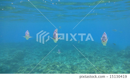 沖繩海的三兄弟 沖繩海的三兄弟 15130419