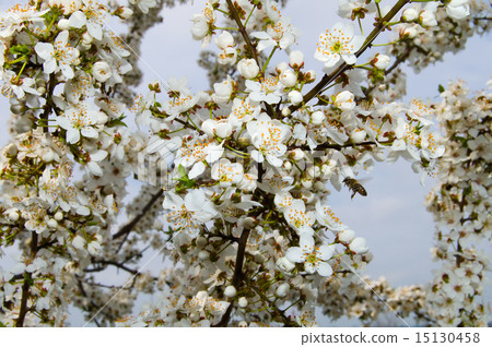 cherry blossoms 15130458