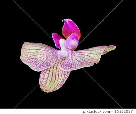 pink orchid flower isolated on black pink orchid flower isolated on black 15131087