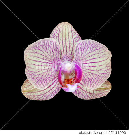 pink orchid flower isolated on black pink orchid flower isolated on black 15131090