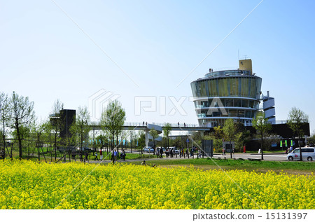 春天的福島多拉（新潟市） 15131397