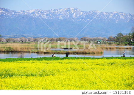 春天的福島多拉（新潟市） 15131398