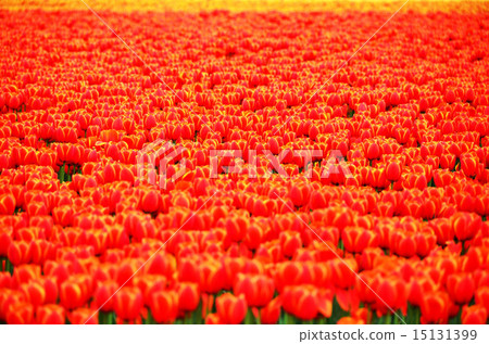 鬱金香（新潟縣Gosen市） 15131399