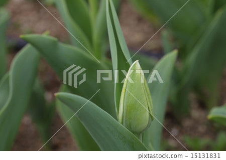 朱迪萊斯特/鬱金香花蕾 15131831