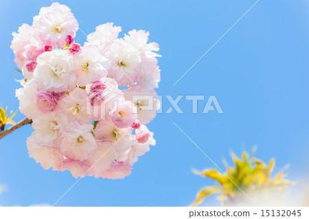 Double-cherry female elephant 15132045