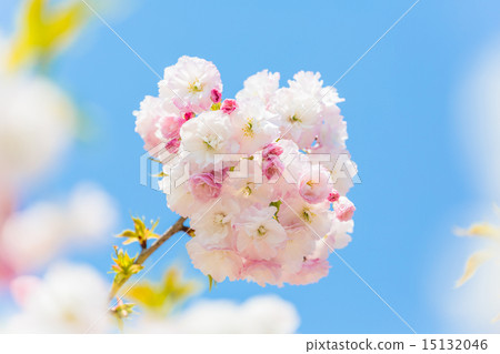 雙櫻桃雌象 15132046