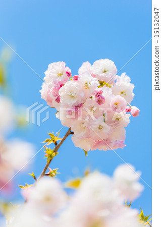 Double-cherry female elephant 15132047