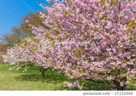 Taniyagawa河公園的八雲櫻花 15132048