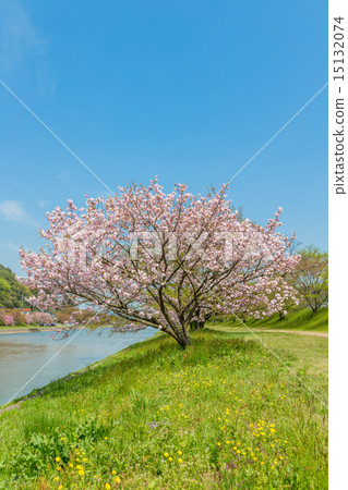 Yae cherry blossoms Fukokukudai 15132074