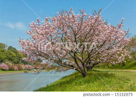 Yae cherry blossoms Fukokukudai 15132075