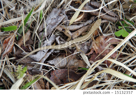 A lizard 15132357