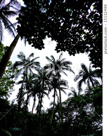 Yoneyama yayayama palm community 15132499