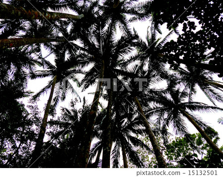 Yoneyama yayayama palm community 15132501