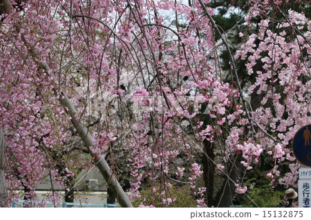 Cherry Blossoms Cherry Blossoms 15132875