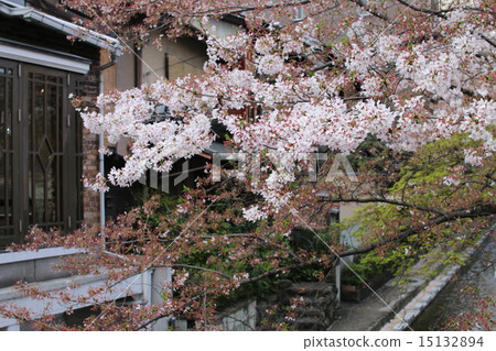 Cherry Blossoms	 15132894