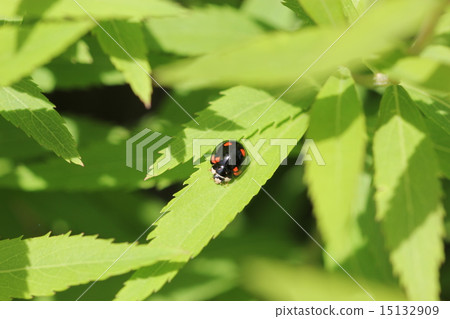 Dandara tentu 04 15132909