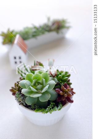 Succulent plants 15133133