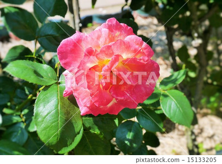 新鮮的紅色花朵 新鮮的紅色花朵 15133205