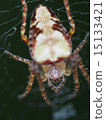 Spider web 15133421