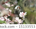 鵯吸李花蜜 15133553