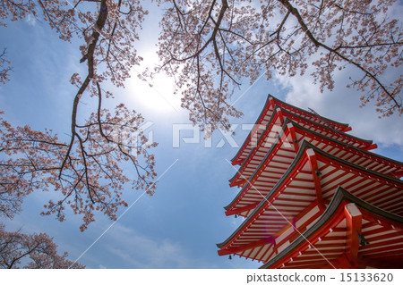櫻花盛開Shinclakuyama淺間神社 15133620